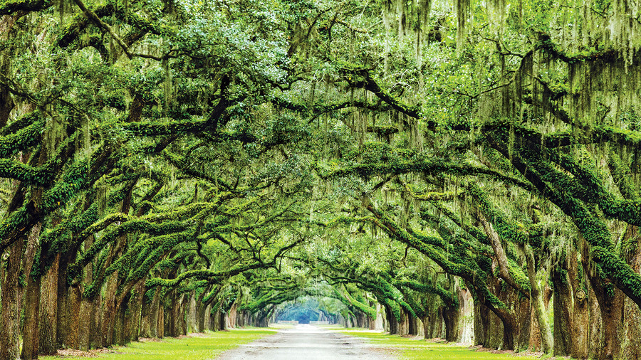 Home | Green Ideas Network